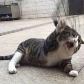 😡 kucing, binatang, felin, lucu, meme, ekspresi, berbaring, hewan peliharaan telegram sticker
