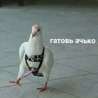 😤 готовь ачько piccione, animale, uccello, testo, russo telegram sticker
