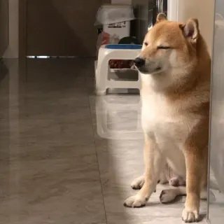 🏷 chó, Shiba Inu, thú cưng, động vật, thuần hóa, ngồi telegram sticker