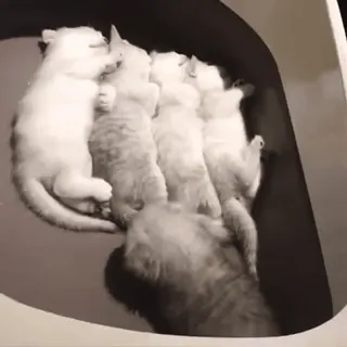 😽 кошки, котята, милые, животные, спят whatsapp sticker