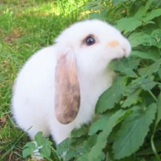 🐰 rabbit, bunny, animal, pet, cute, white, lop-eared whatsapp sticker