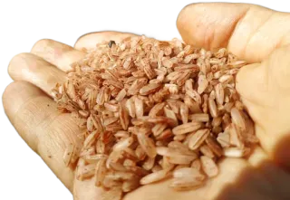 🍚 ryż, zboże, jedzenie, ręka, rolnictwo, żniwa telegram sticker