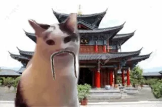 🎎 cat, meme, asian, pagoda, funny, cute, popcat telegram sticker