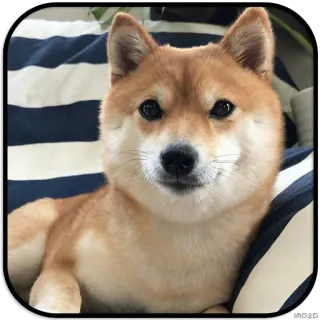 🙂 dog, shiba inu, pet, animal, cute telegram sticker