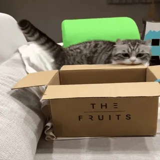 📦 THE FRUITS gatto, scatola, frutta, animali, gatto domestico telegram sticker