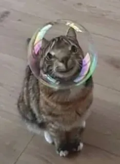 😓 Katze, Blase, Haustier, Tier, süß, lustig, niedlich telegram sticker
