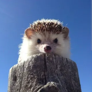 🦔 animale, riccio, carino, animale domestico, cielo, mammifero whatsapp sticker