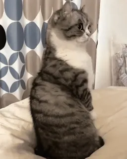 😦 cat, pet, animal, kitten, sitting whatsapp sticker