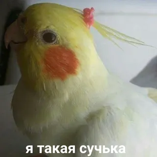 😘 Я такая сучка vogel, papegaai, valkparkiet, dier, meme telegram sticker