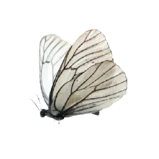 🦋 나비, 곤충, 자연, 흰색, 검은색 telegram sticker