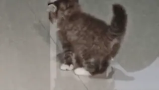 ✨ gato, animal, animal de estimação, mamífero telegram sticker