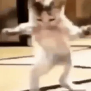 🕺 猫, 跳舞, 动物, 搞笑, 表情包 whatsapp sticker