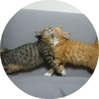 😏 chat, chaton, mignon, animaux, animal de compagnie telegram sticker