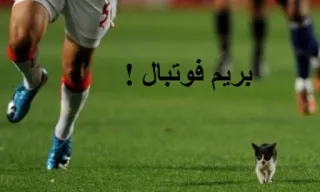 ⚽ بریم فوتبال ! soccer, football, kitten, cat, sports, Persian telegram sticker