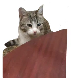 😾 kucing, binatang, hewan peliharaan, felin, kucing domestik, kucing tabby whatsapp sticker