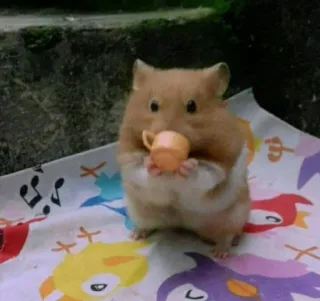 ☕️ hamster, mignon, thé, tasse, animal, rongeur telegram sticker