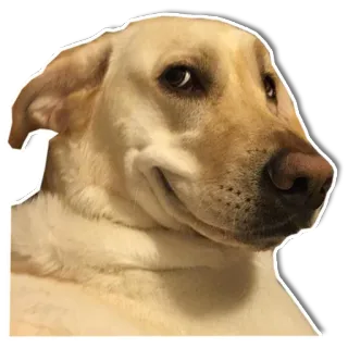 😏 chien, labrador, animal, animal de compagnie, mème, mignon telegram sticker