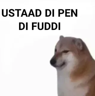 ✨ USTAAD DI PEN
DI FUDDI meme, doge, funny, offensive, punjabi telegram sticker