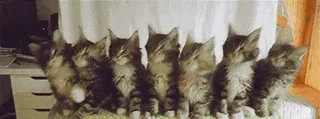 🐈⬛️ котята, кошки, животные, милые, полосатые кошки, питомцы telegram sticker
