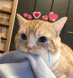⚡️ cat, crying, sad, hearts, sticker, cute telegram sticker