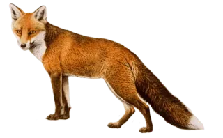 🦊 สุนัขจิ้งจอก, สัตว์, สัตว์ป่า, ธรรมชาติ, สัตว์เลี้ยงลูกด้วยนม telegram sticker