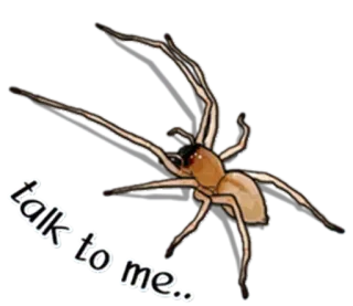 😲 talk to me.. spider, arachnid, insect, talk, animal telegram sticker