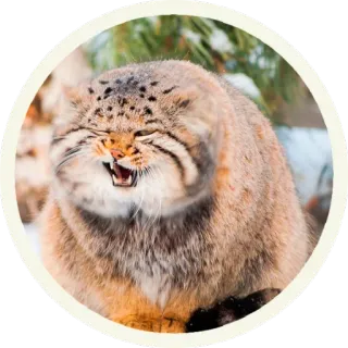 😉 кот, животное, манул, кот манул, дикий кот, кошачий, дикая природа telegram sticker