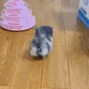 🐱