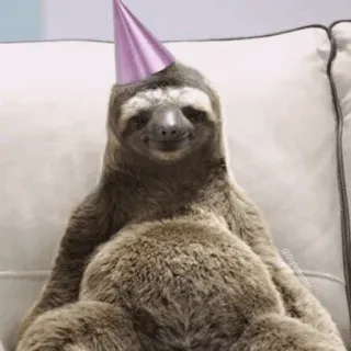 💤 Faultier, Geburtstag, Partyhut, Tier, Süß, Feier telegram sticker
