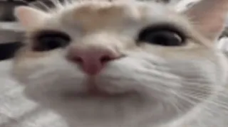 🌟 cat, animal, pet, cute, feline whatsapp sticker