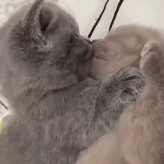 💗 새끼 고양이, 고양이, 애완동물, 동물, 귀여운, 애정, 키스 whatsapp sticker