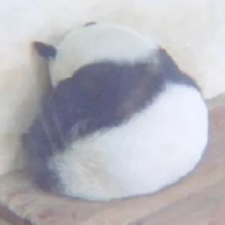 🐼 Panda, Animal, Fofo, Dormindo, Preguiçoso telegram sticker