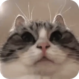 😶 gatto, animale, animale domestico, carino, mammifero, gatto domestico, gattino telegram sticker