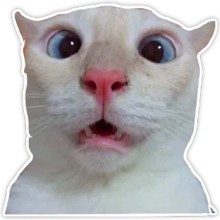 😳 gato, animal, animal de estimação, adesivo, engraçado, meme, chocado, surpreso telegram sticker