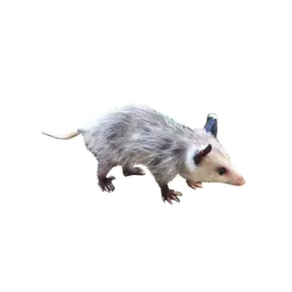 😜 Opossum, Tier, Beuteltier, Wildtier, Natur whatsapp sticker
