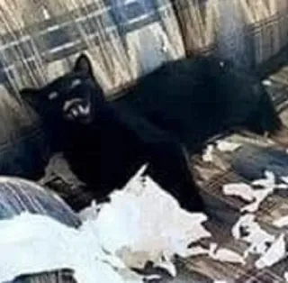 😈 cat, black cat, funny, angry cat, pet, domestic animal, couch, destruction telegram sticker