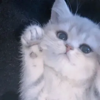 ☺️ 猫, 小猫, 可爱, 宠物, 动物, 萌 telegram sticker