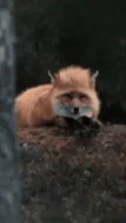 🤩 zorro, animal, naturaleza, vida salvaje, naranja, mamífero, bosque telegram sticker