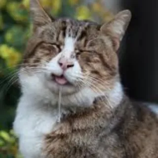 💁‍♂ gatto, animale, animale domestico, bava, assonnato, stanco whatsapp sticker