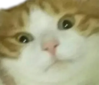 😲 cat, meme, animal, pet, funny, cute telegram sticker