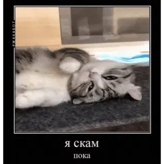 🤿 Я скам
пока chat, couché, mème, animal de compagnie, animal, texte russe, arnaque telegram sticker