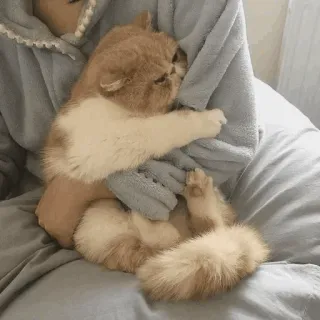 🕯 cat, kitten, pet, cute, animal, domestic, feline whatsapp sticker
