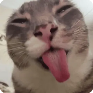 👅 blep cat telegram sticker