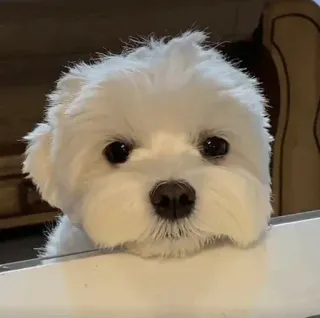 🐩 dog, puppy, maltese, cute, animal, pet telegram sticker