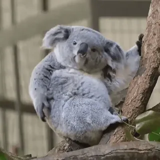 🐨 koala, animal, faune, marsupial, australie, mignon, nature whatsapp sticker