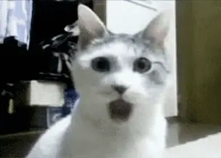 😱 cat, shocked, surprised, animal, funny telegram sticker