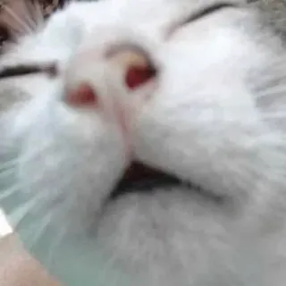 😴 cat, animal, pet, mammal, face, close-up, domestic animal, feline telegram sticker