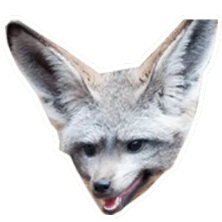 🦊 fennec fox, animal, desert fox, mammal, fox, wildlife telegram sticker