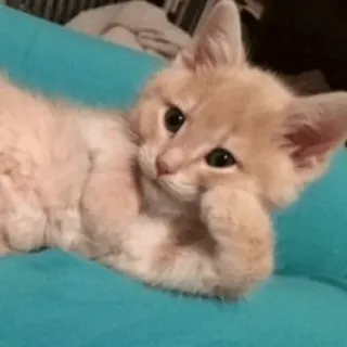 🍣 子猫, 猫, 可愛い, 動物, ペット, ネコ telegram sticker
