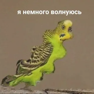 🥴 Я немного волнуюсь นก, นกแก้ว, กังวล, สัตว์ telegram sticker